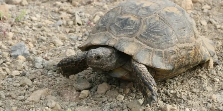 A small land turtle (tortoise) crawling on rocky dirt.