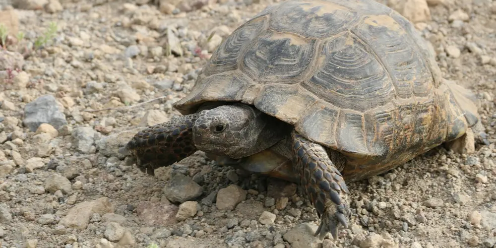 Are Turtles Vertebrates or Invertebrates?