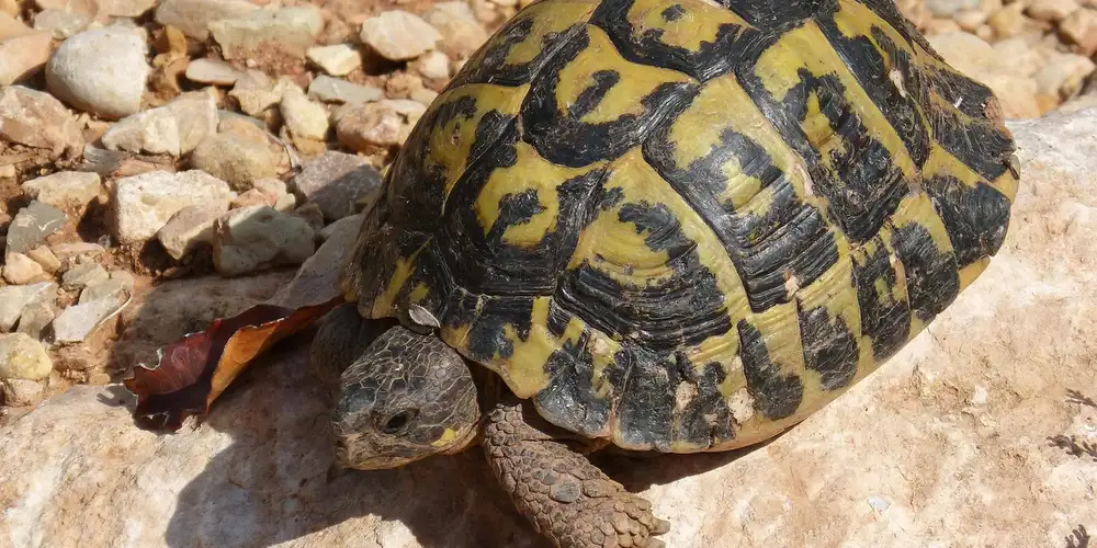 Pet turtle on a rocky, sunlit surface