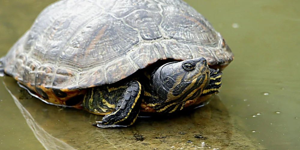Close-up of a small pet turtle with a dark patterned shell and yellow striped head, resting in shallow water.