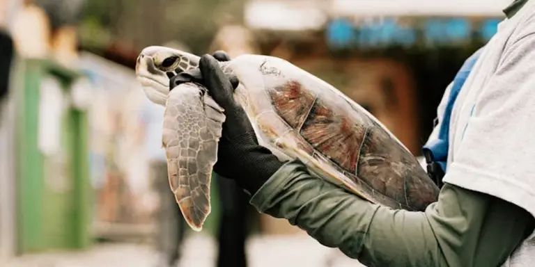 Gloved hands holding a turtle by its shell to illustrate safe handling practices.