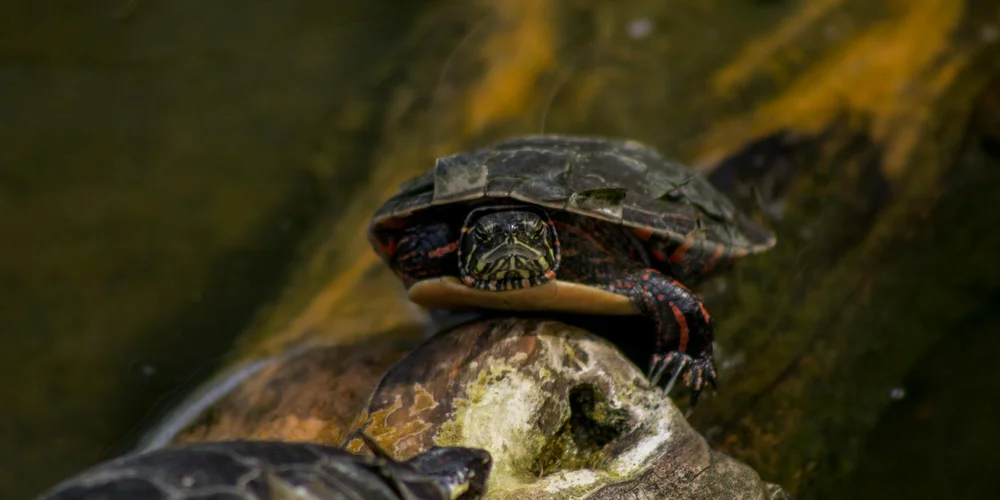 Turtle-Safe Woods and Plants for Naturalistic Habitat Decor