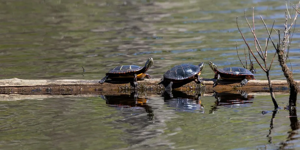 Three turtles on a weathered log across a calm pond, with reflections on the water.