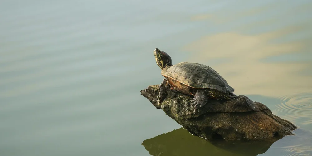 A turtle perched on a weathered log in calm water, with natural wood and stone elements around it
