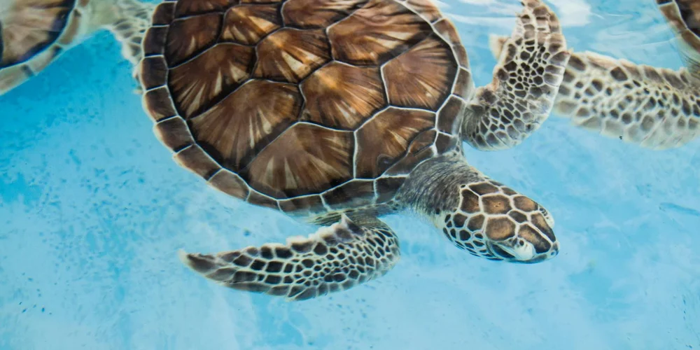 Sea turtle swimming in clear blue water