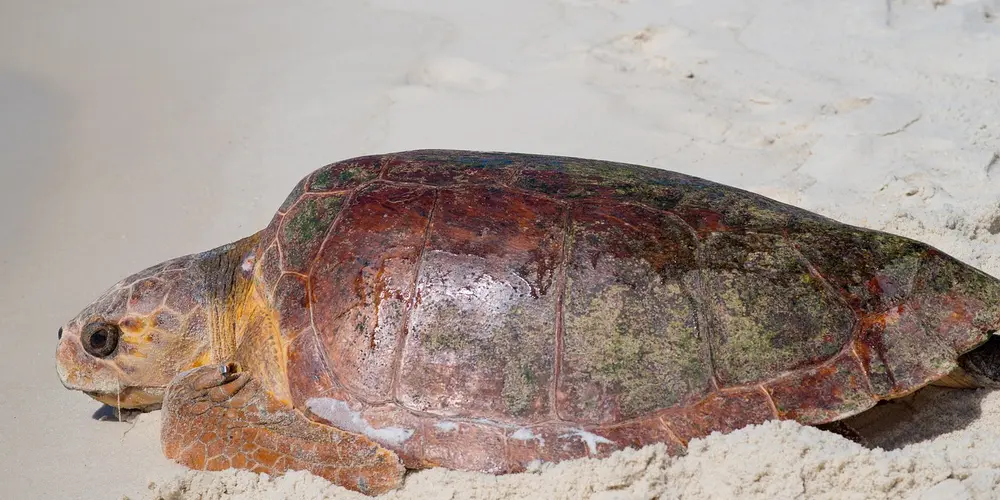 A land turtle on light sand with a patterned shell and extended head, illustrating a natural-habitat setting.