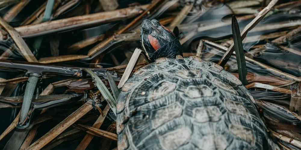 Close-up of a mature turtle resting among dried reeds in its habitat.