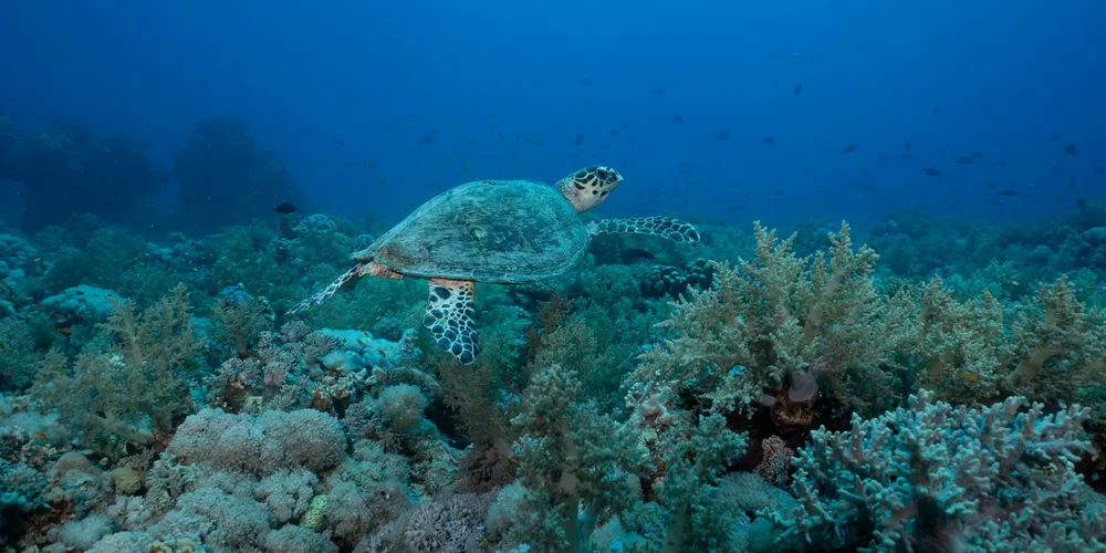 Green sea turtle swimming above a coral reef in clear blue water, illustrating the need for air access and good oxygenated water