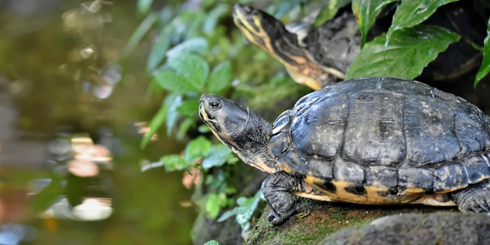 A turtle sits on a dry, earthy patch beside green plants, with a water edge visible in the background—illustrating a mixed land-and-water habitat.