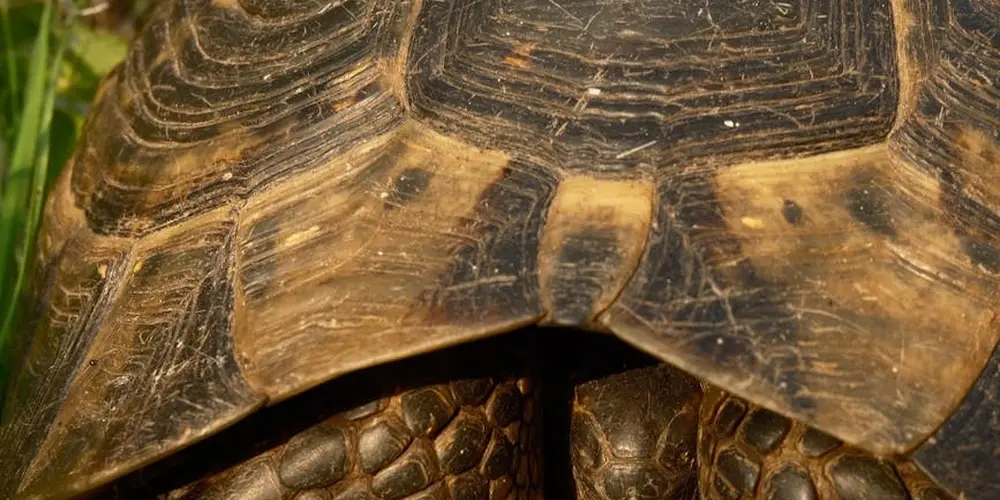 Close-up view of a turtle shell from above
