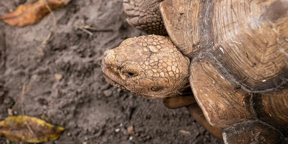 Close-up of a turtle's textured shell and head on dirt, highlighting shell health.