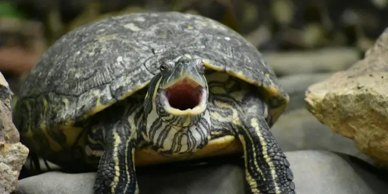 Close-up of a turtle with an opened mouth, showcasing its striped neck and patterned shell among rocks.
