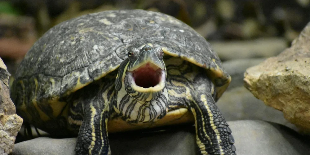 The Science of Turtle Shell Coloration and Patterns