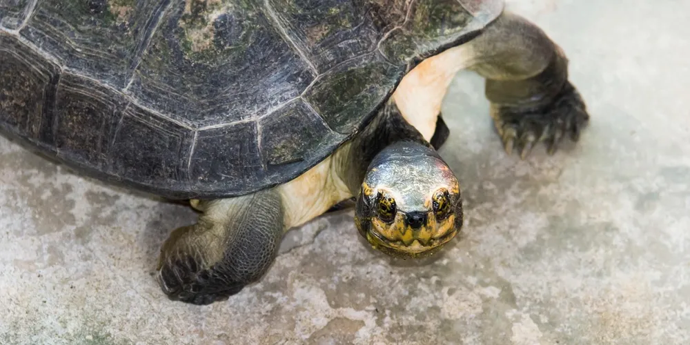 Close-up of a turtle on a concrete surface, showing shell wear and visible damage to the carapace.