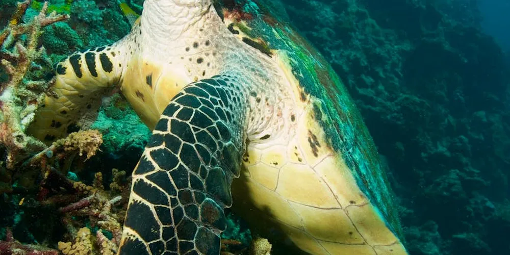 Underwater image of a sea turtle showing its carapace with visible scute patterns and surface wear.