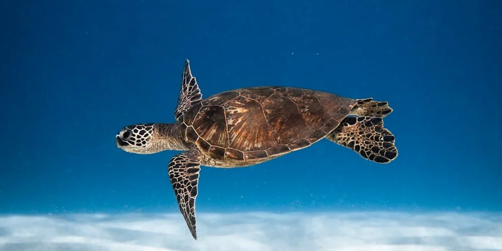 Sea turtle gliding underwater, displaying its protective shell against a blue ocean backdrop