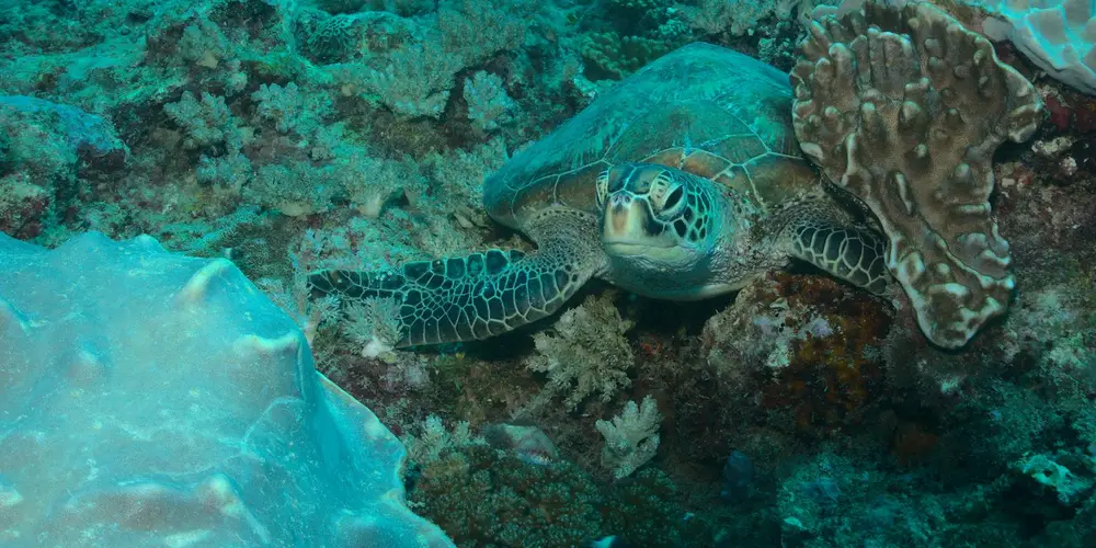 Sea turtle swimming near a coral reef, with a detailed patterned shell on its carapace.
