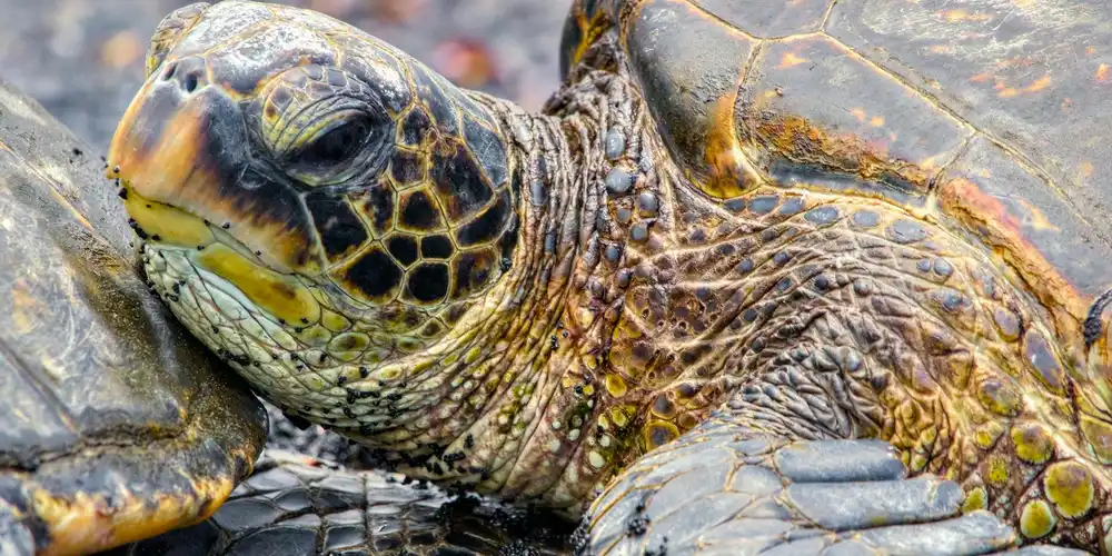 Close-up of a sea turtle's armored shell with visible scratches and surface damage indicating potential shell injuries.
