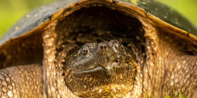 Close-up of a turtle's head and textured shell, showing the rough skin and scutes.