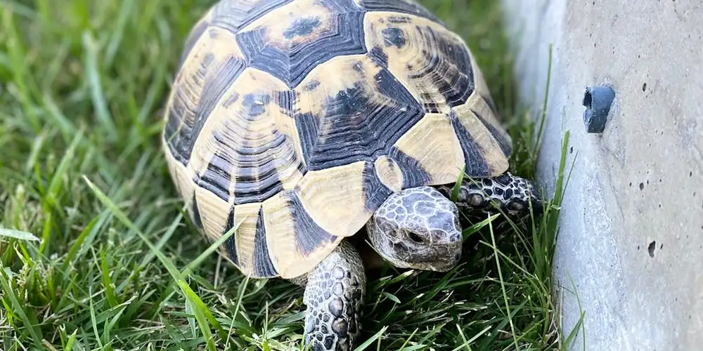 Close-up of a turtle with a patterned shell on grass beside a concrete surface.