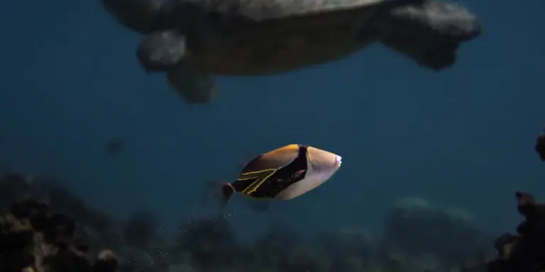 Small tropical fish swimming in a blue aquarium with rocks.