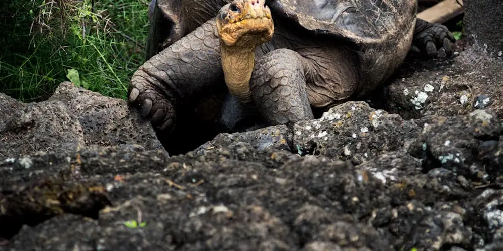 A turtle resting on rocky, natural-looking terrain in a shaded enclosure.