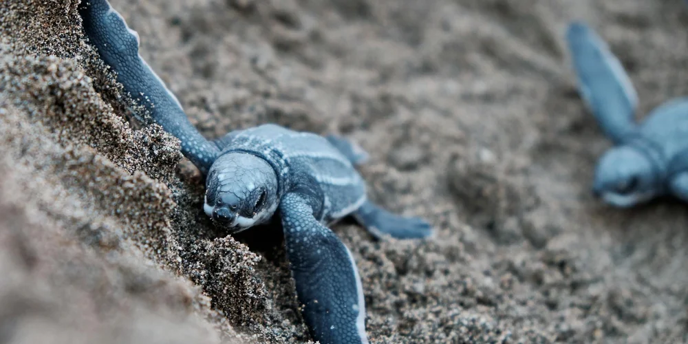 Two baby sea turtles on a sandy beach; one resting with its flipper raised.