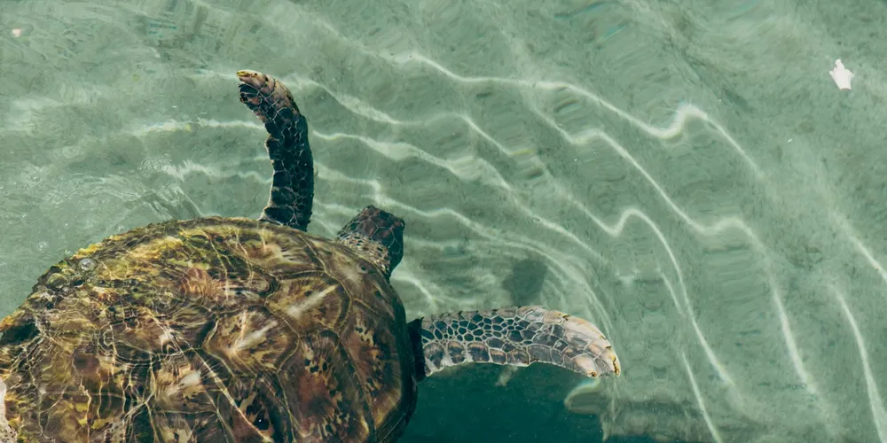 Sea turtle swimming underwater near the surface with sunlit ripples on the water