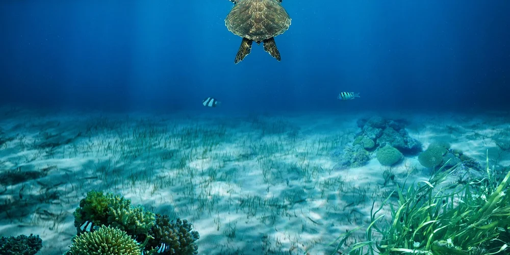 Sea turtle gliding underwater over a sandy seabed with seagrass