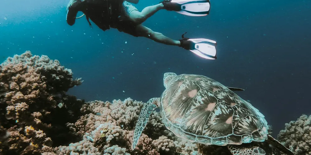 A snorkeler glides above a sea turtle near a coral reef in clear blue water.