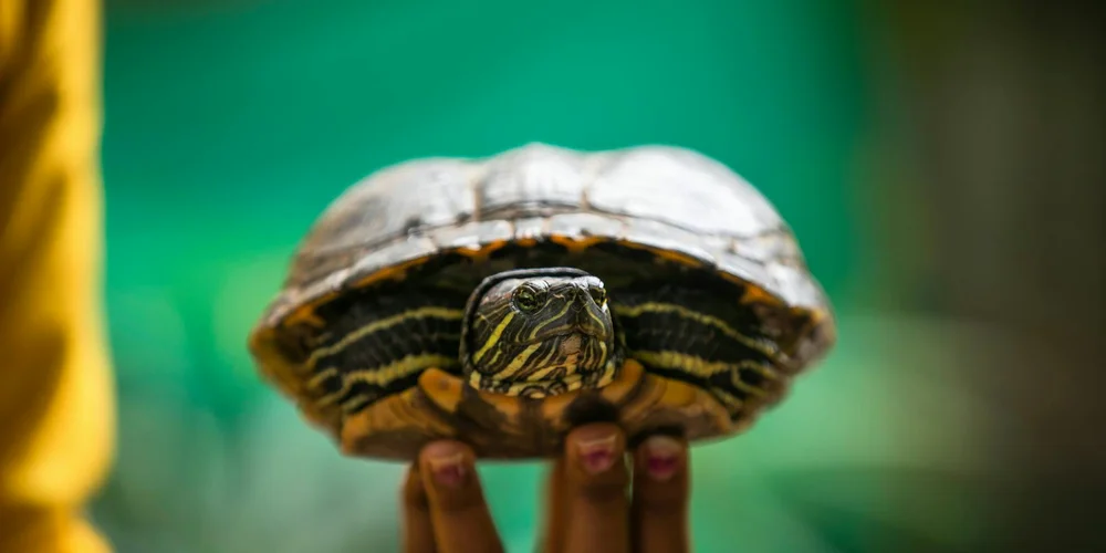 Close-up of a small turtle being gently held by a person, with a blurred green background.