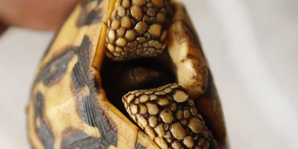 Close-up of a pet turtle peeking out from its shell, with a textured head and patterned carapace visible.