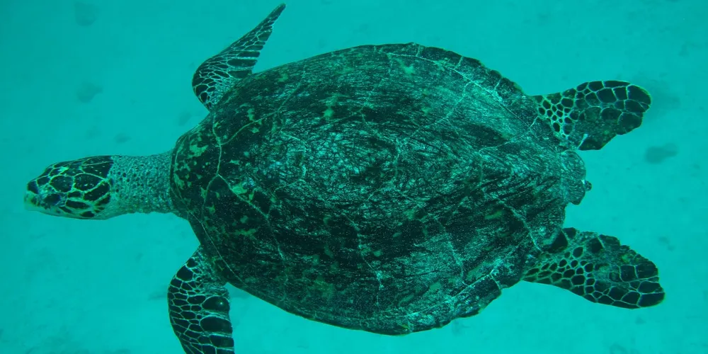 Sea turtle swimming underwater in turquoise water; a single turtle, not stacked.