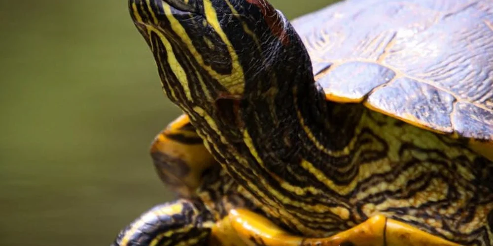 Close-up of a turtle's head and shell with yellow and black striped markings, against a blurred outdoor background.