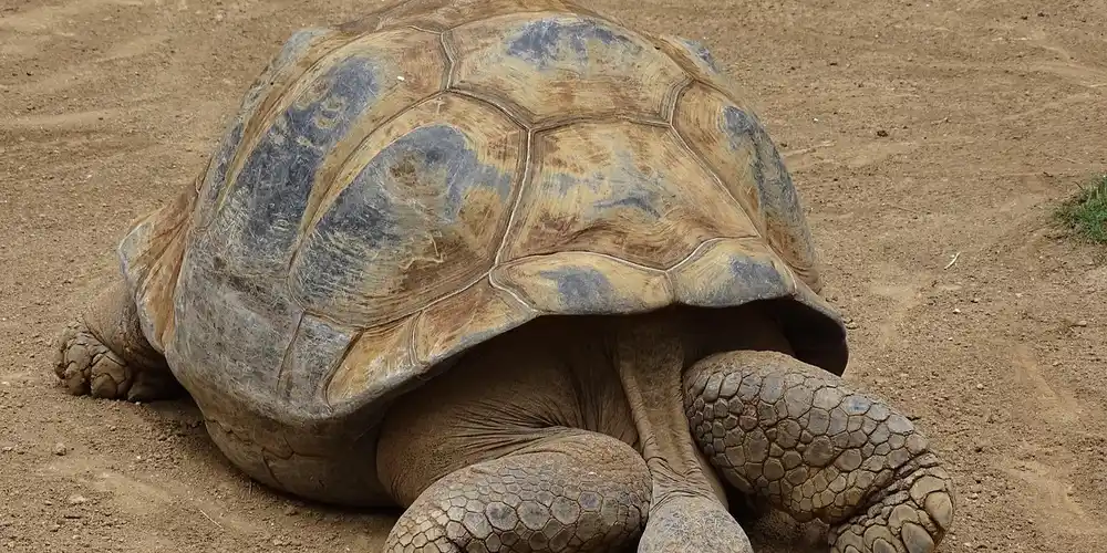 A large tortoise resting on dry, sandy ground, illustrating a turtle habitat context.