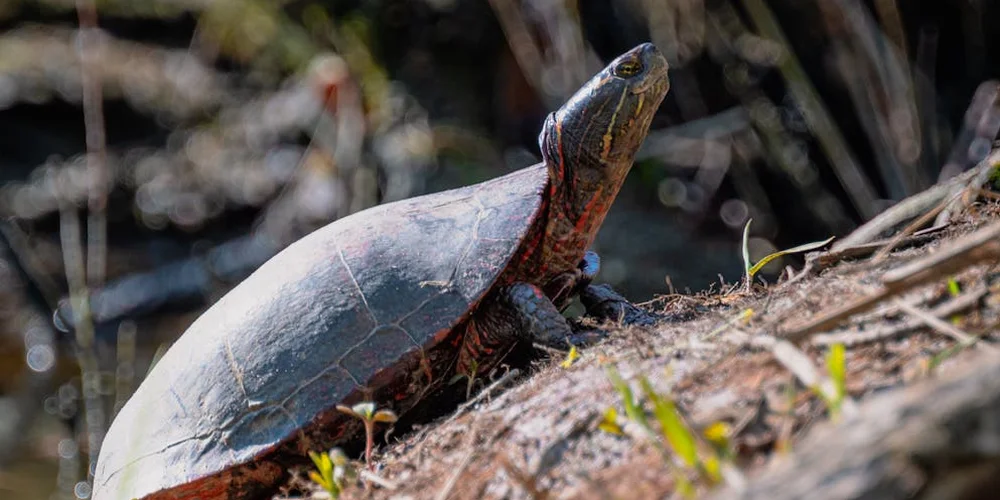 A turtle on a rocky slope with its head raised, appearing alert in a natural habitat.