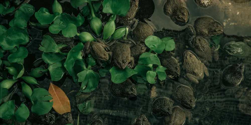 Group of small aquatic turtles among rocks and green aquatic plants at the edge of a pond.