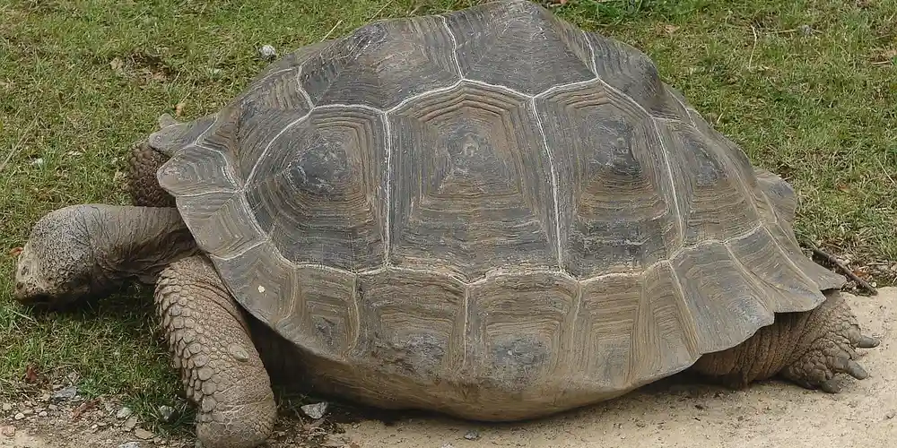 Large turtle with a textured shell resting on grass
