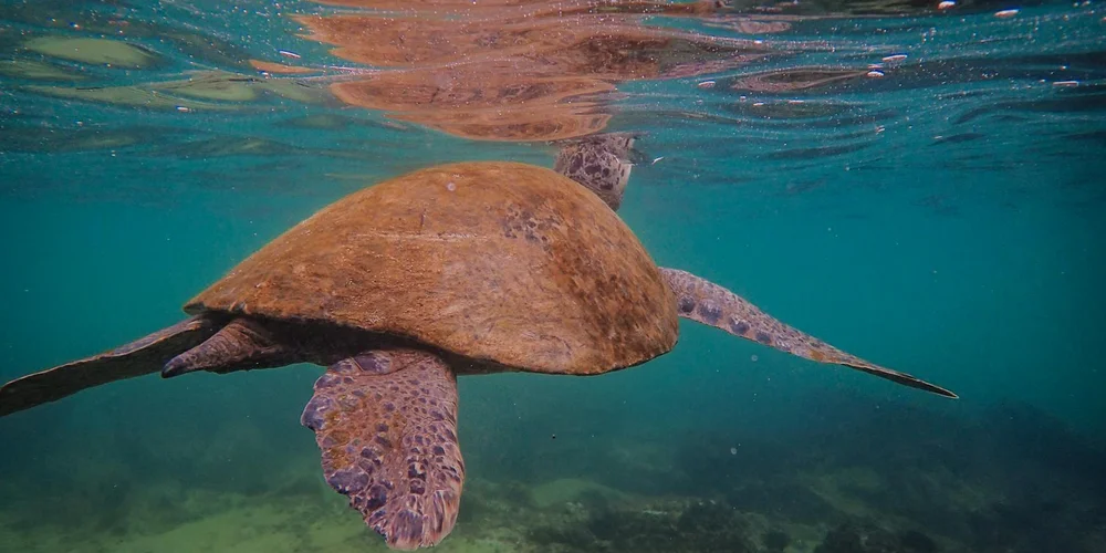 Underwater image of a sea turtle swimming over a sandy seafloor with clear blue water.
