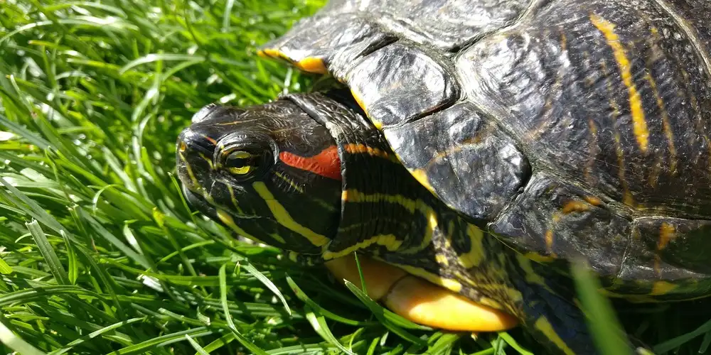 Red-eared slider turtle on green grass