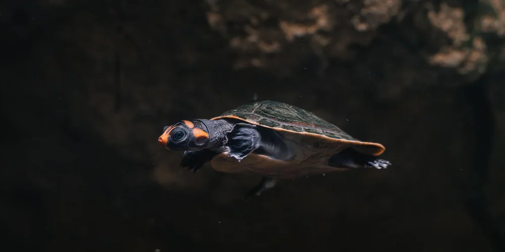 A turtle swimming underwater with its head and limbs extended in a dark, cave-like environment