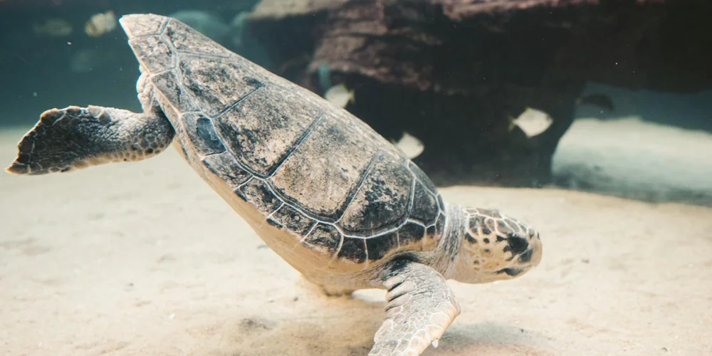 A turtle swimming underwater with its head and limbs extended, gliding over a sandy bottom.