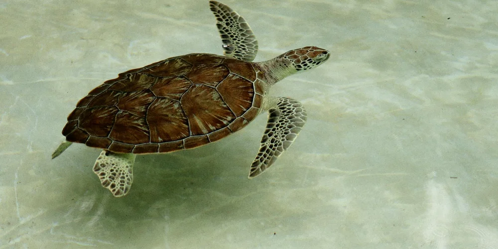 Sea turtle swimming underwater, showing its shell and flippers in clear water.