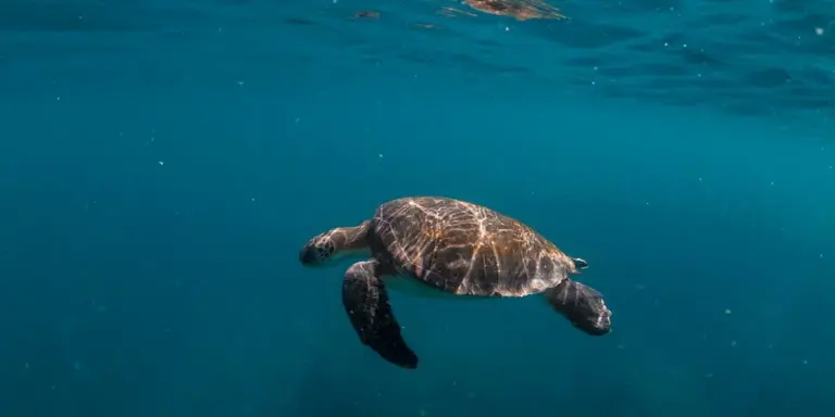 Sea turtle swimming underwater with its flippers extended, against blue ocean water.