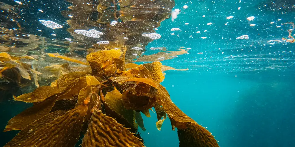 Underwater view inside an aquatic turtle tank with brown plant matter floating and clear blue water.