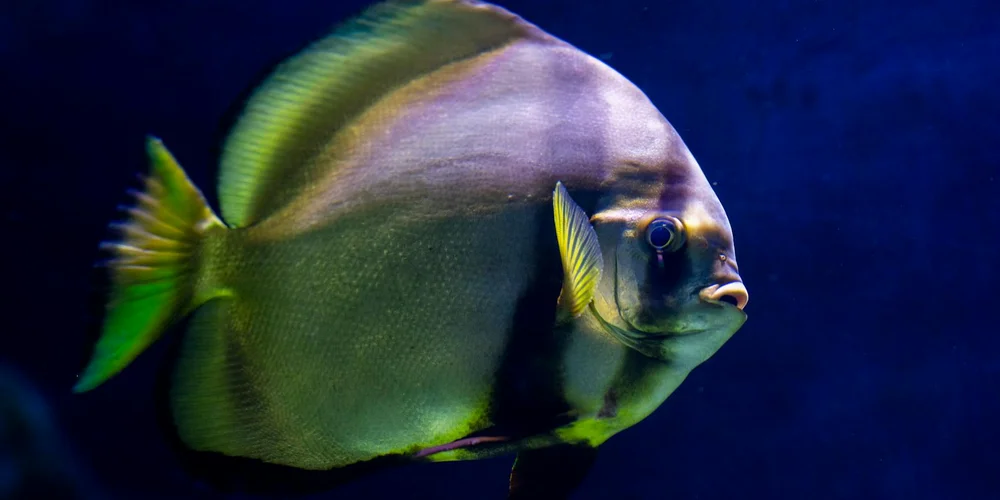 Close-up of a tropical fish in an aquarium with a blue background.