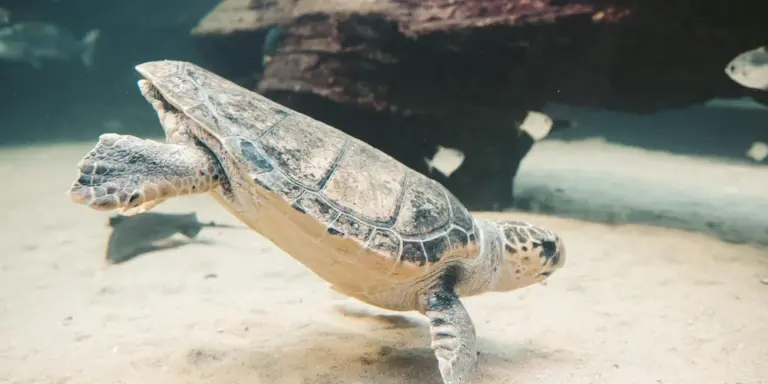 A turtle swimming underwater in a glass tank with a sandy bottom