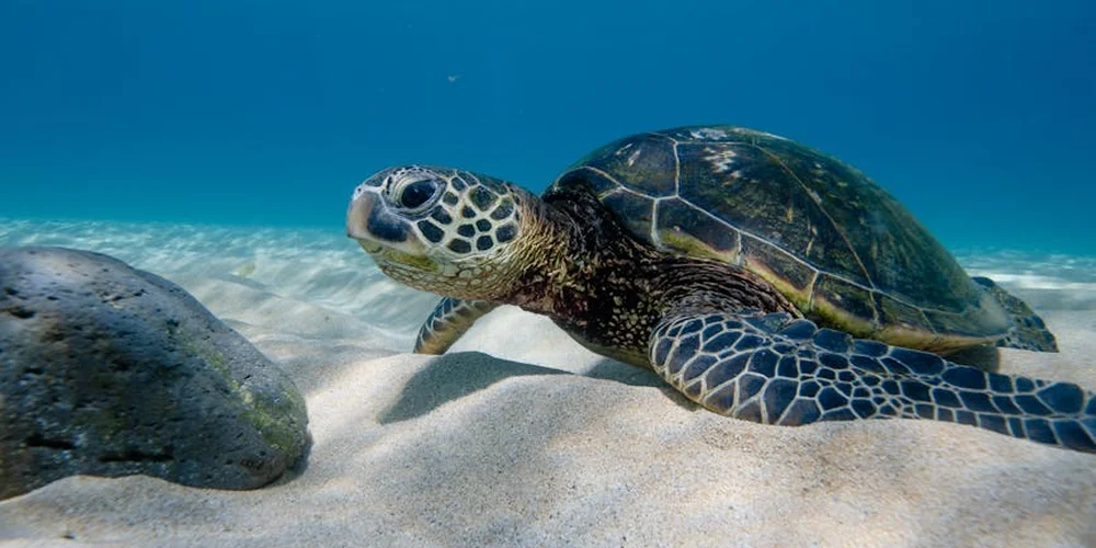 Sea turtle swimming over a sandy seabed with rocks and clear blue water.