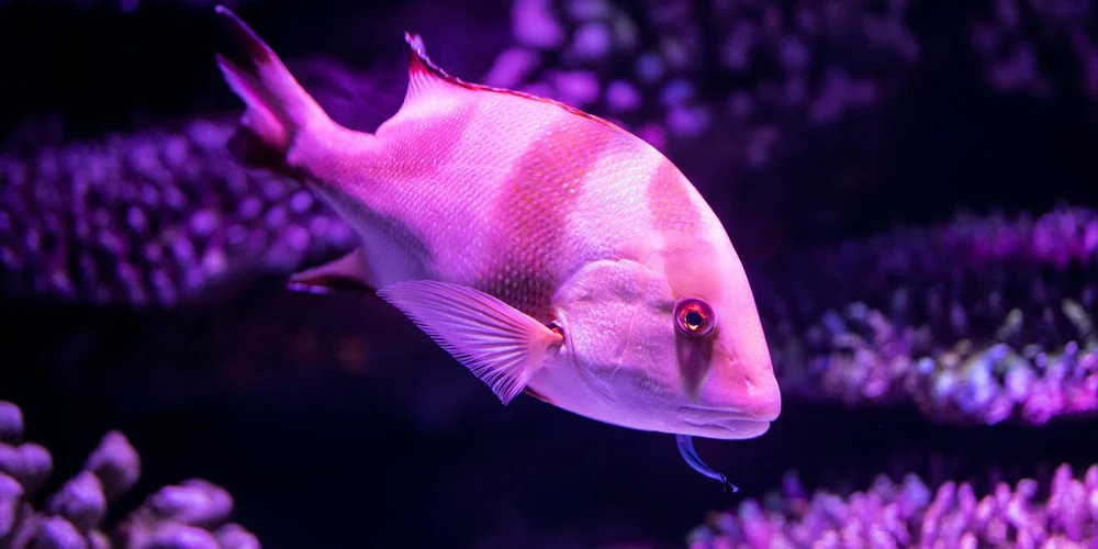 Pink fish swimming in a purple-lit aquarium