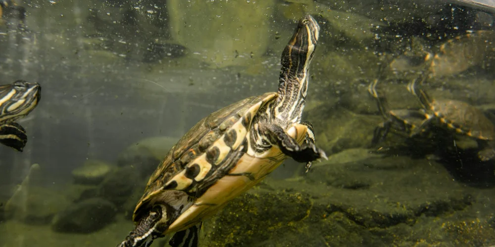 Freshwater turtle swimming underwater, showing a patterned shell and extended neck.